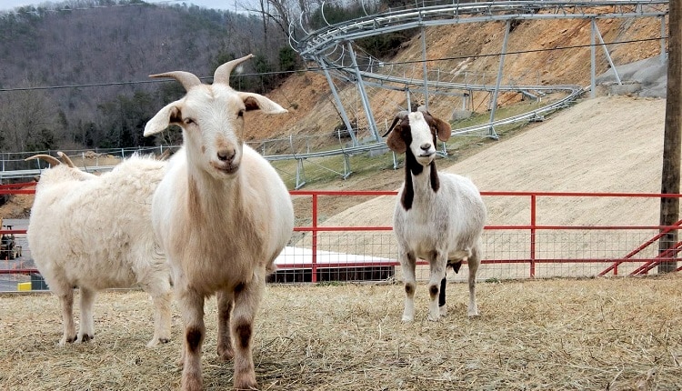 Goats in front of the Alpine Coaster at  Goats on the Roof in Tennessee.